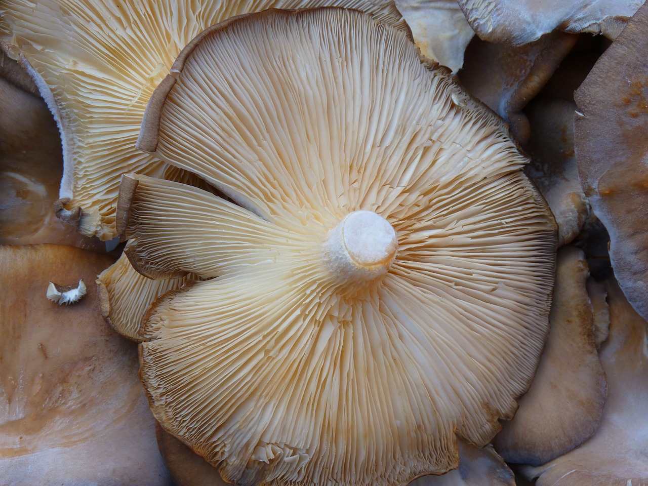 mushroom brown kitchen free photo