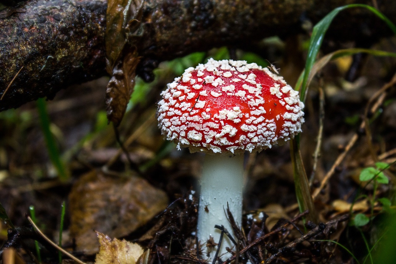 mushroom fly agaric toxic free photo