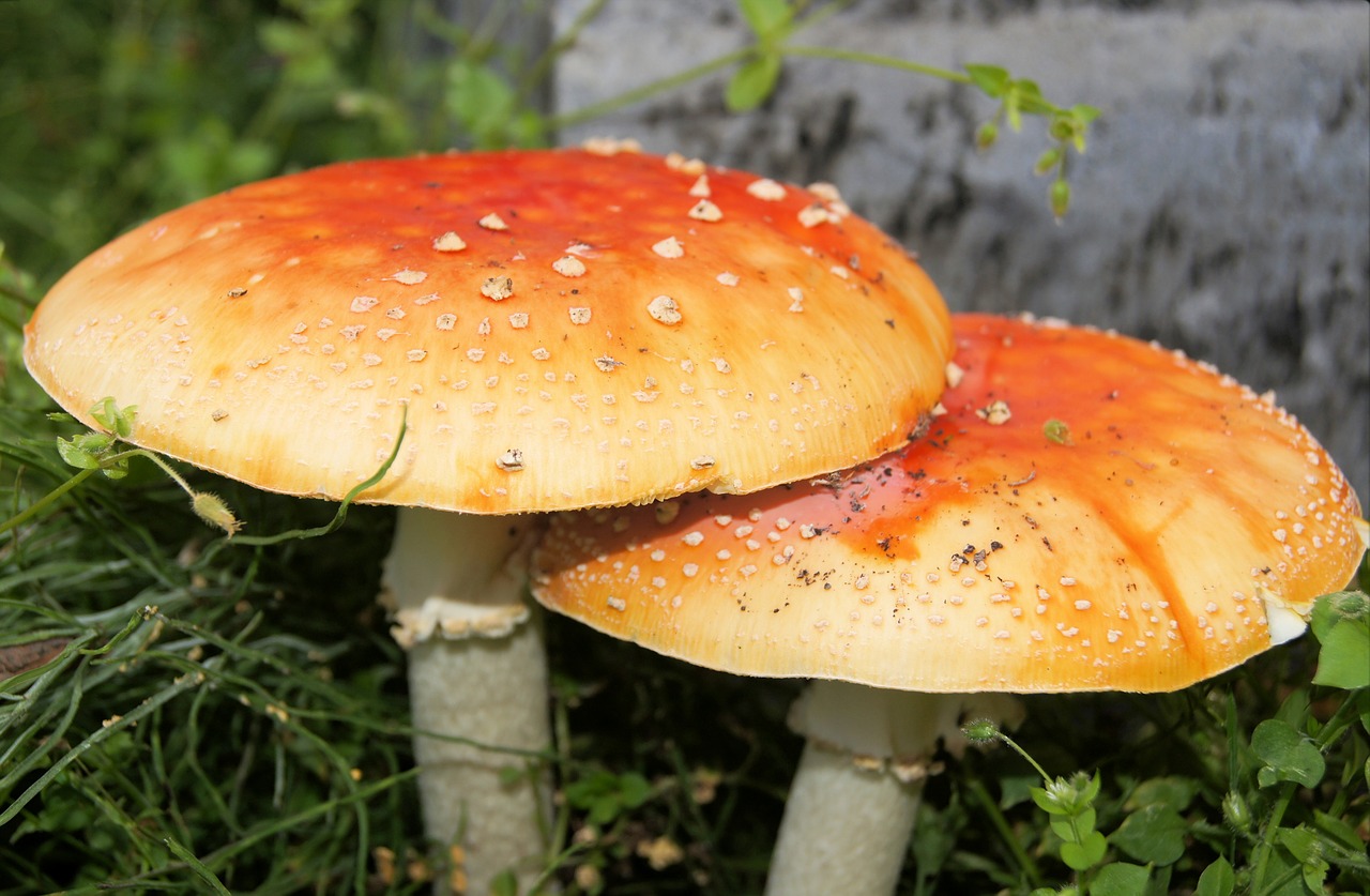 mushroom plant nature free photo