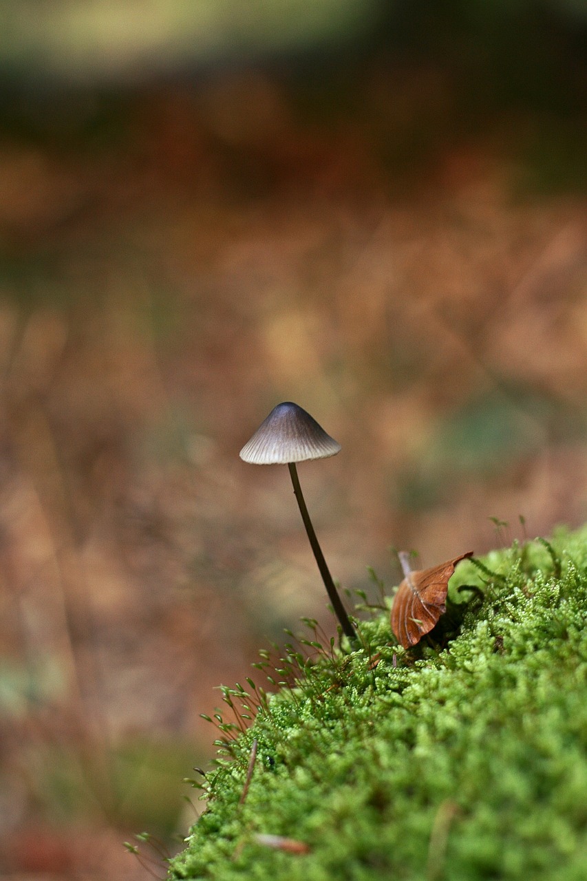 mushroom small alone free photo