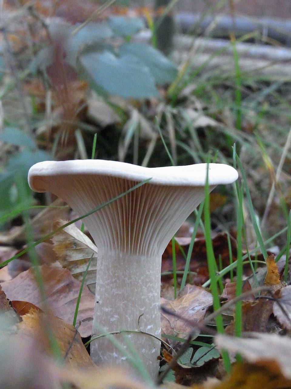 mushroom plant forest free photo