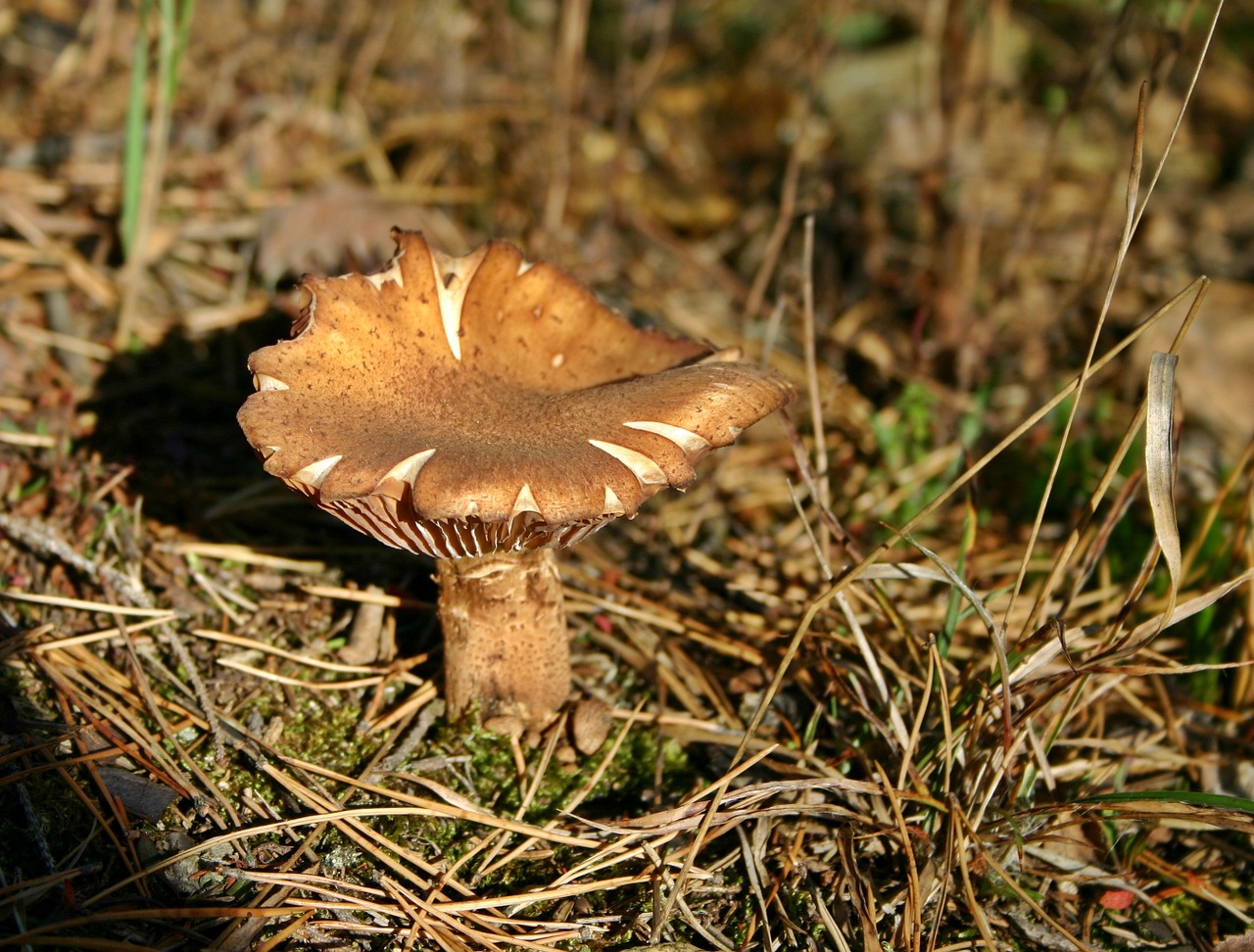 mushroom disc fungus screen fungus free photo