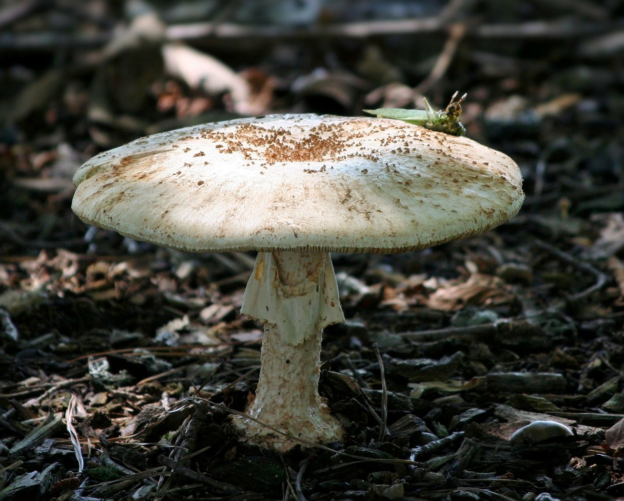 mushroom toad stool fungi free photo