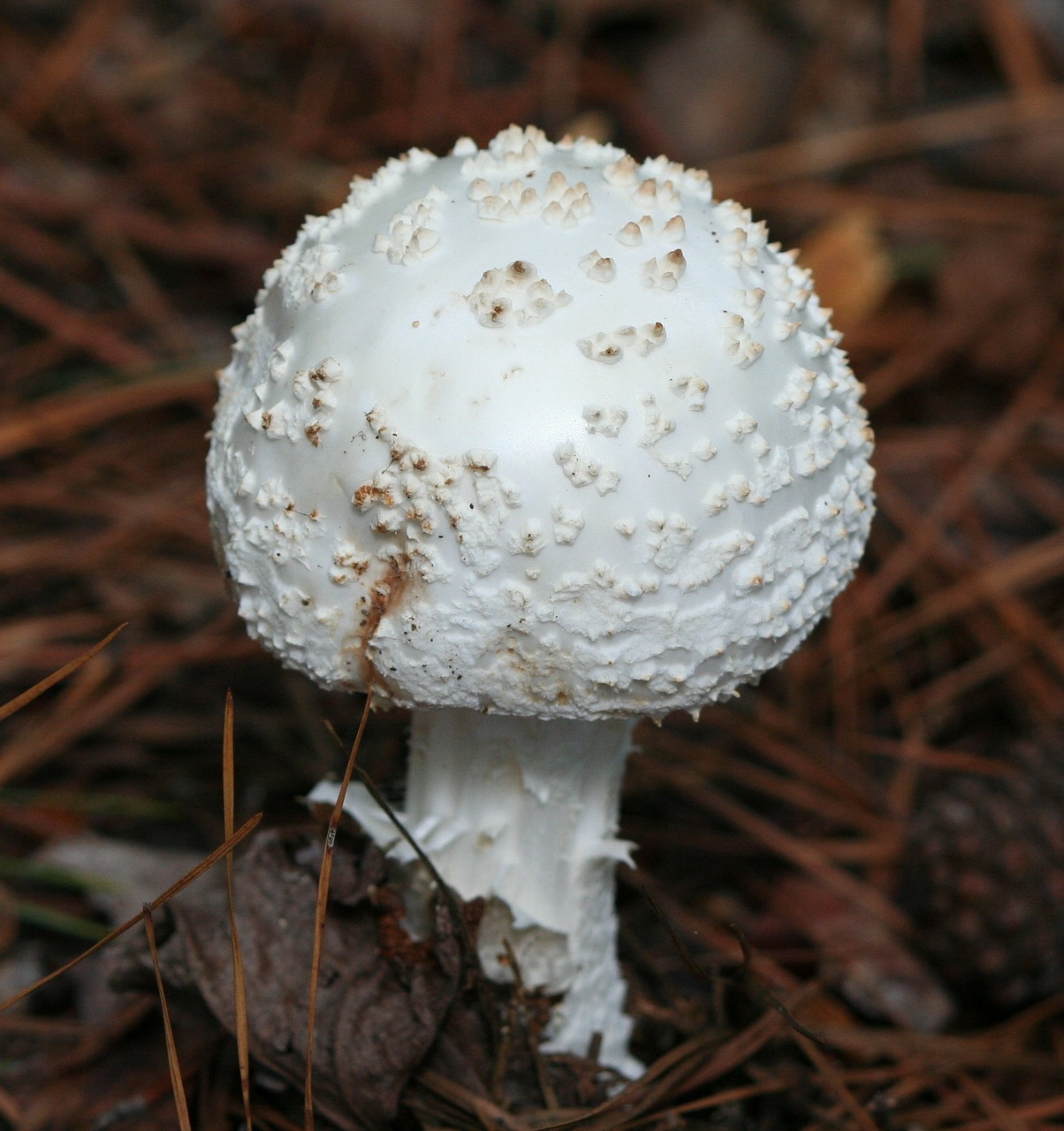mushroom amanita muscaria var alba fungi free photo