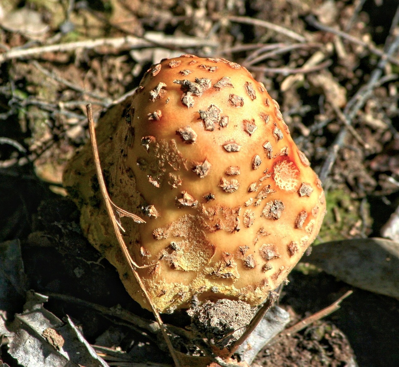 mushroom fungi toadstool free photo