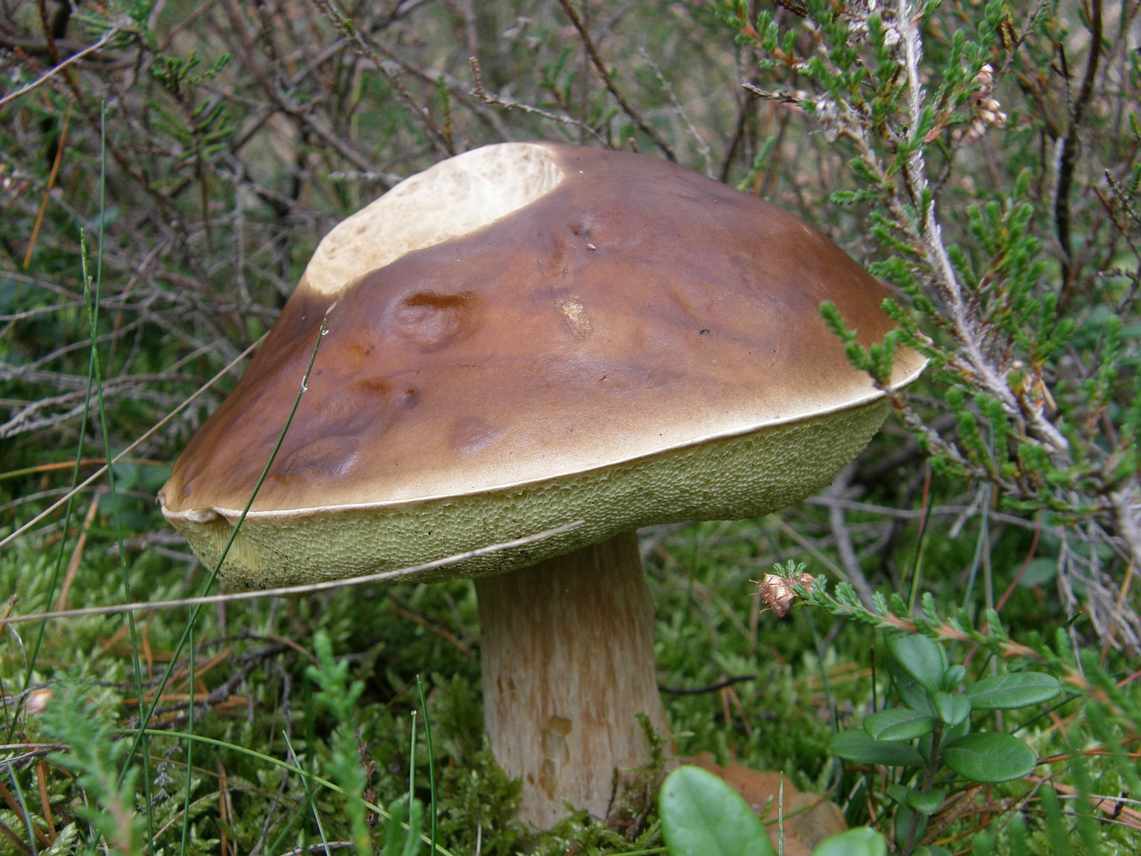 mushroom forest moss free photo