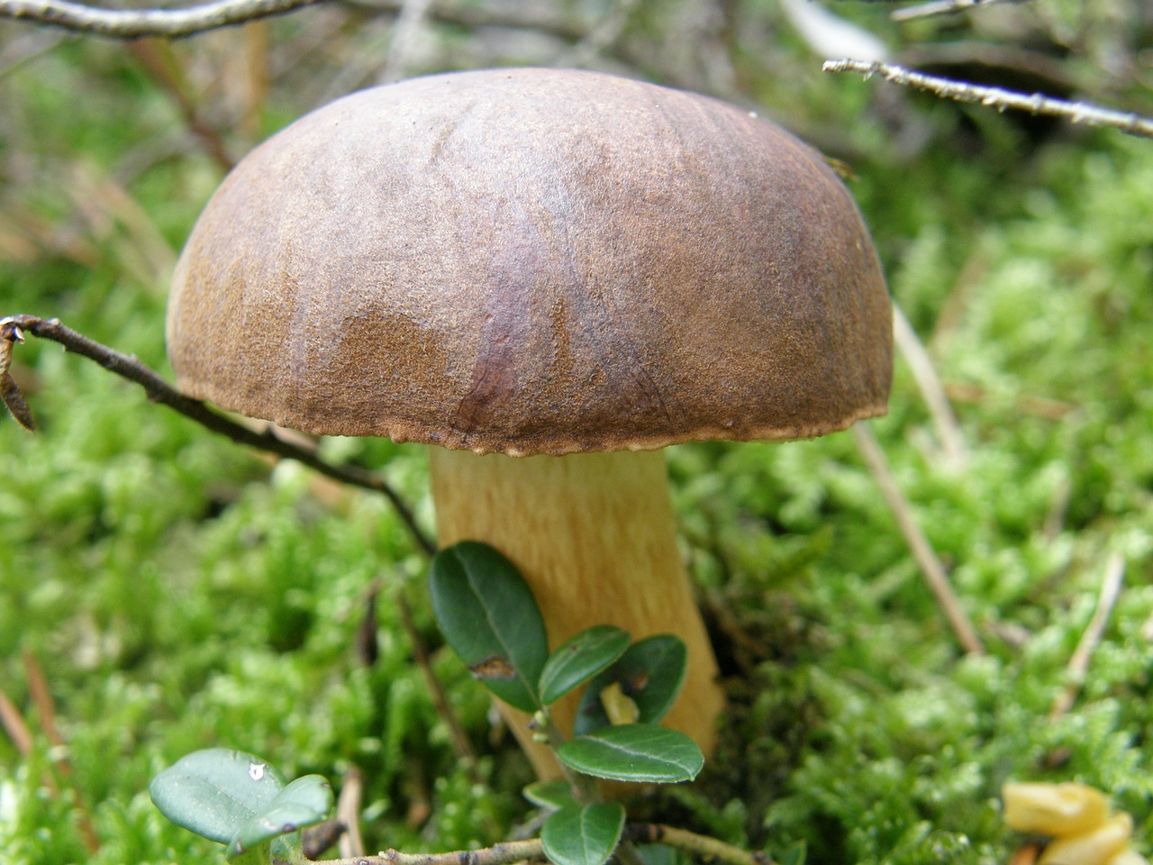 mushroom forest nature free photo