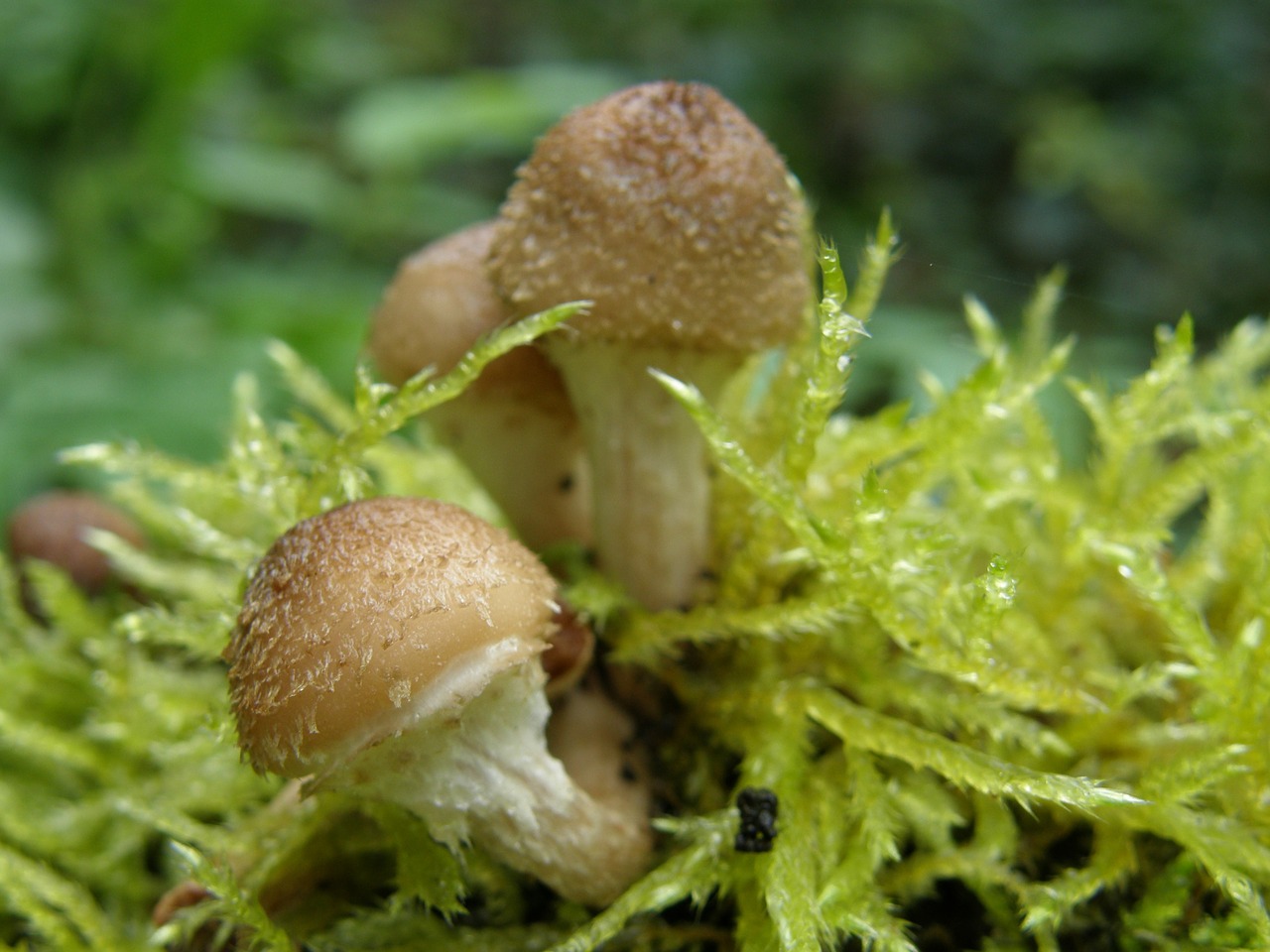 mushroom moss forest free photo