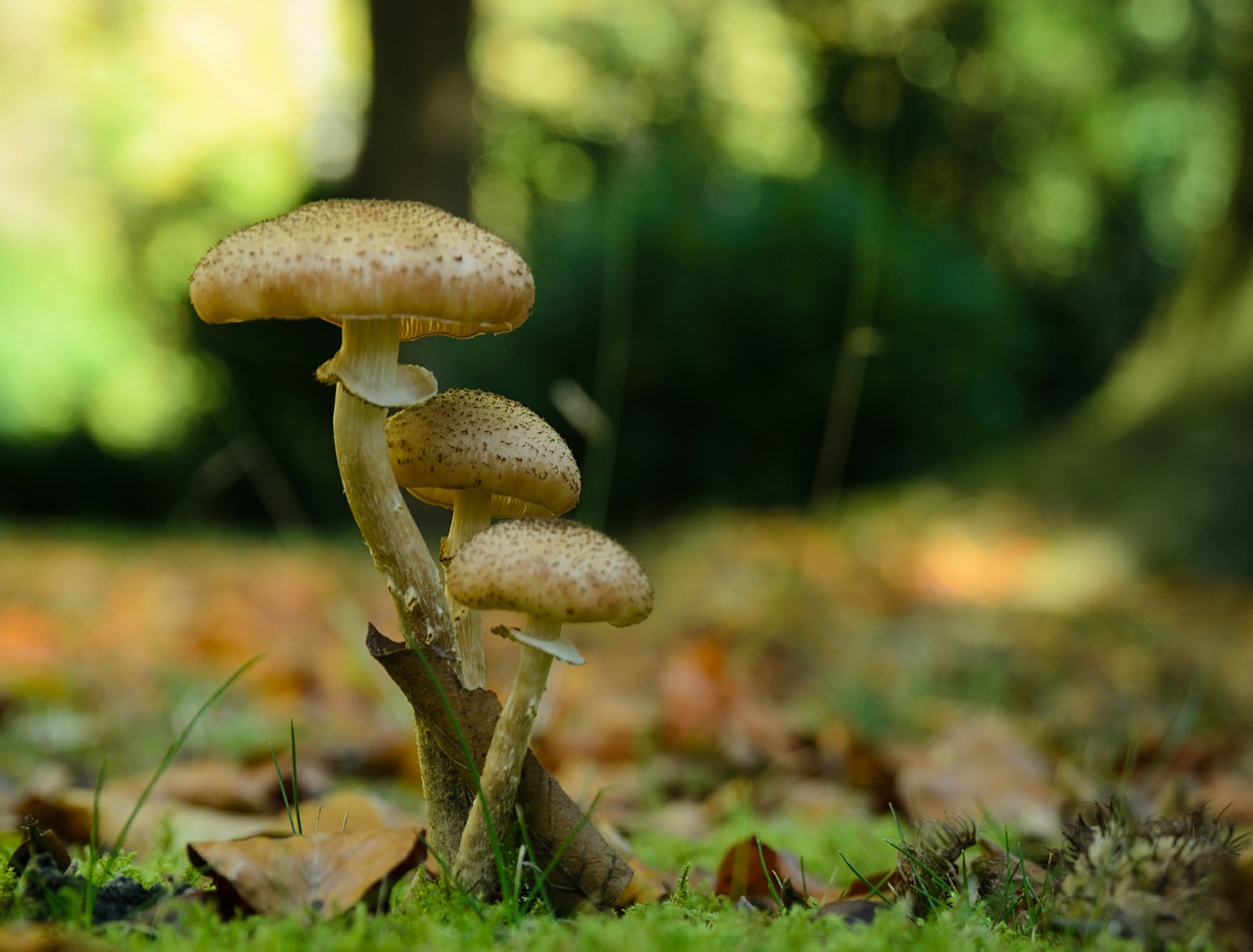 mushroom forest mushroom plant free photo