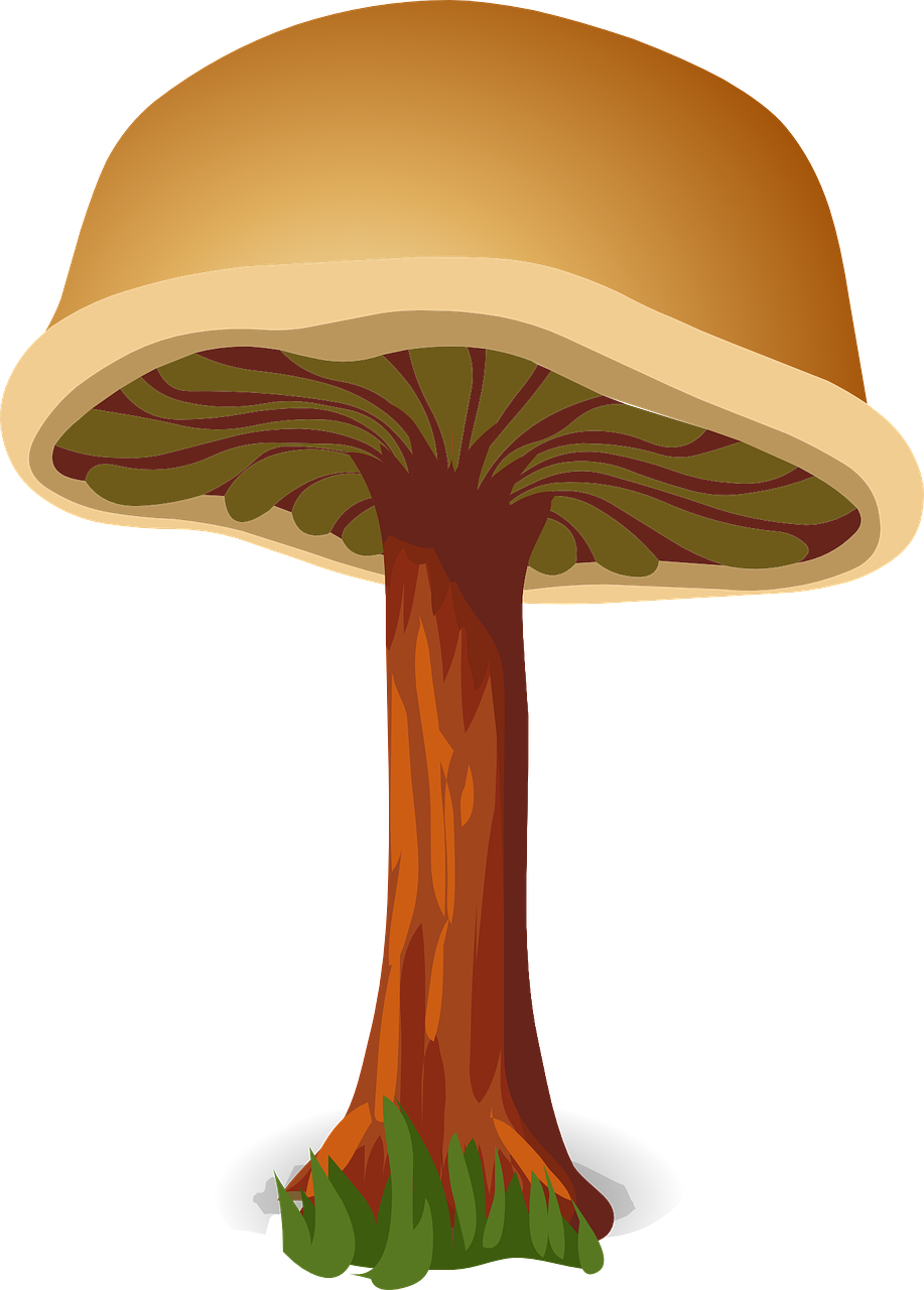 mushroom brown harmless free photo