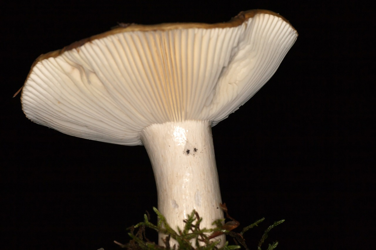 mushroom macro mushroom plates free photo