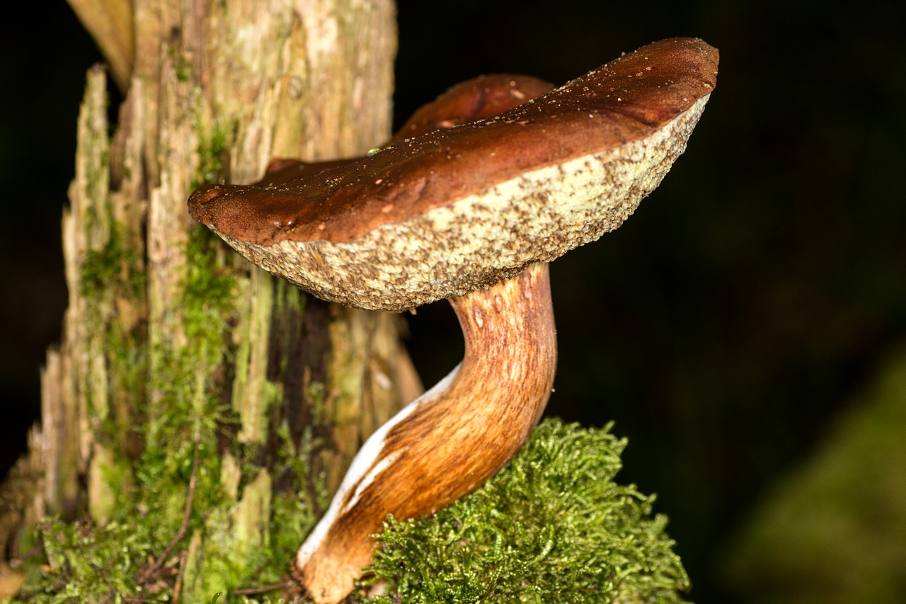 mushroom forest chestnut free photo