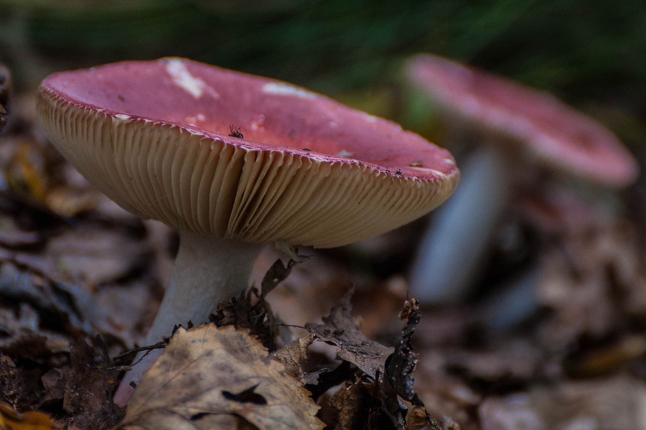 mushroom autumn free pictures free photo