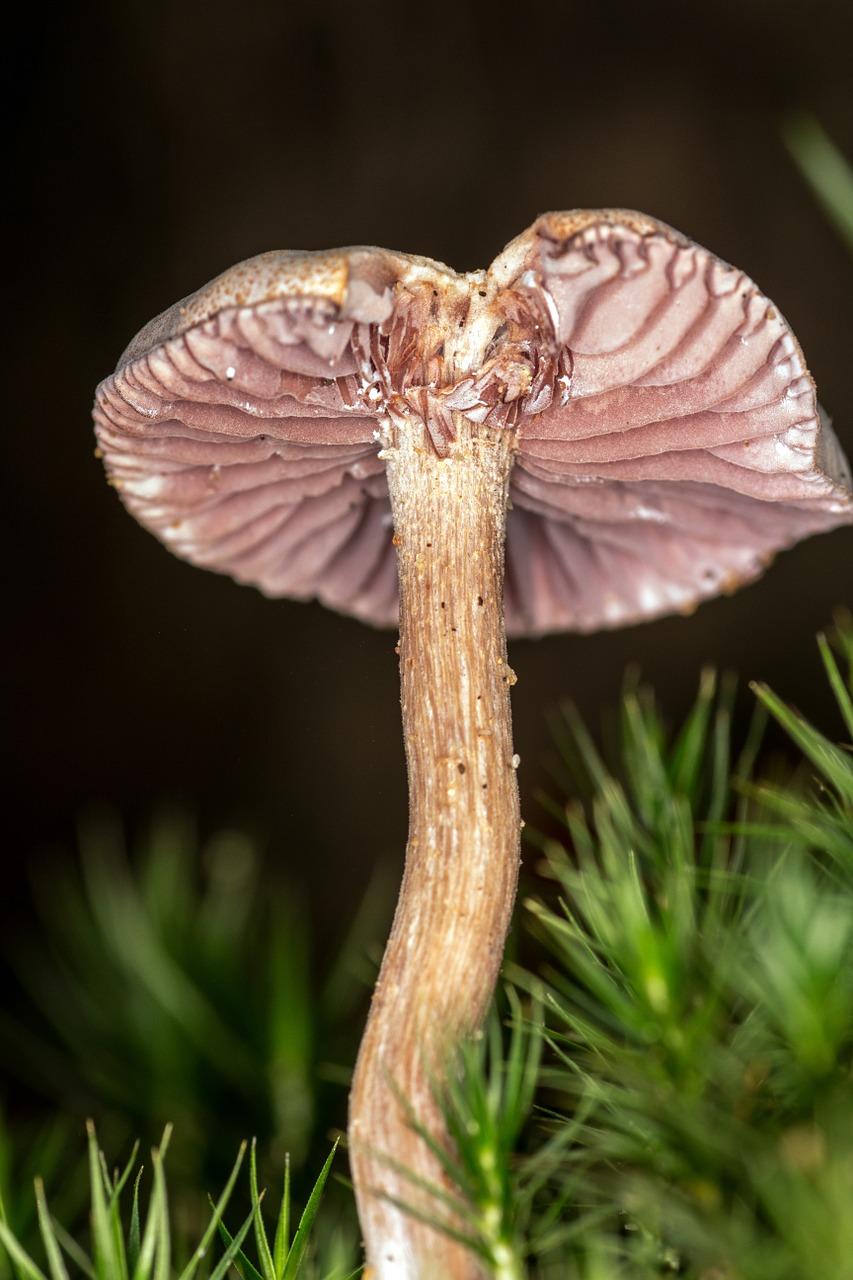 mushroom screen fungus disc fungus free photo