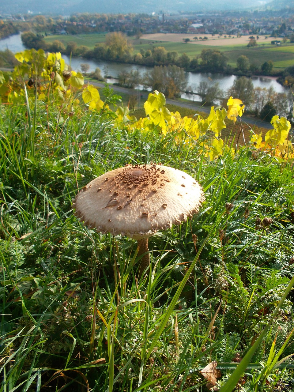 mushroom meadow flowers free photo