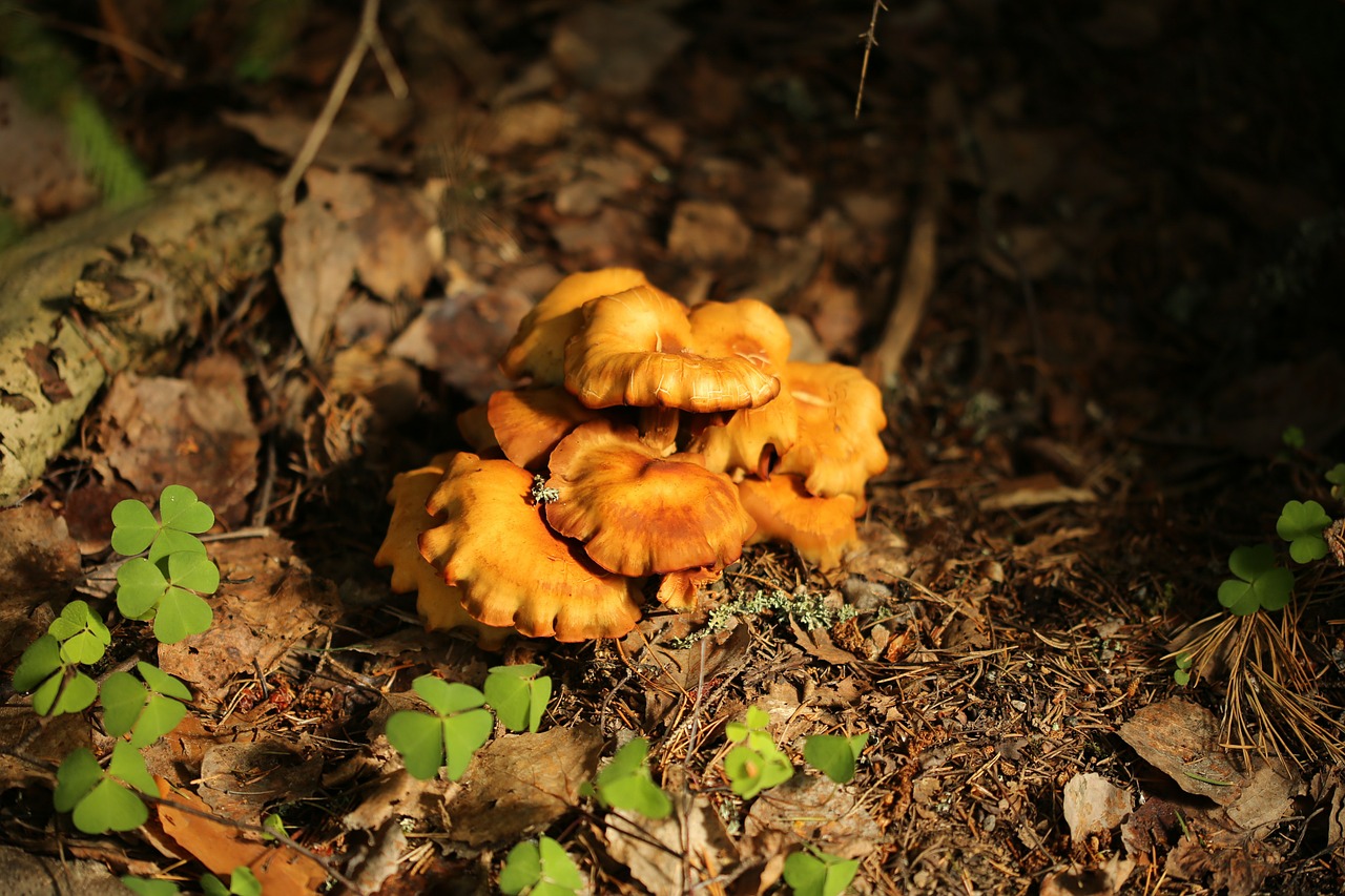 mushroom chanterelle forest free photo