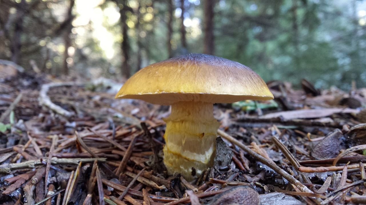 mushroom forest flora free photo