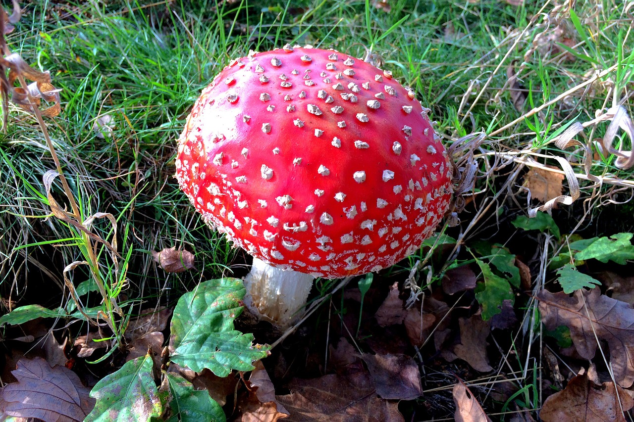 mushroom toxic red free photo