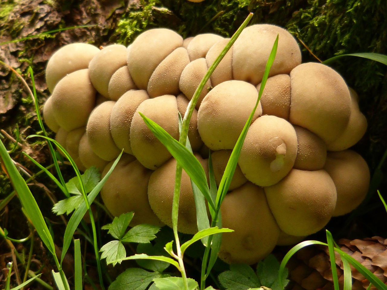 mushroom forest nature free photo