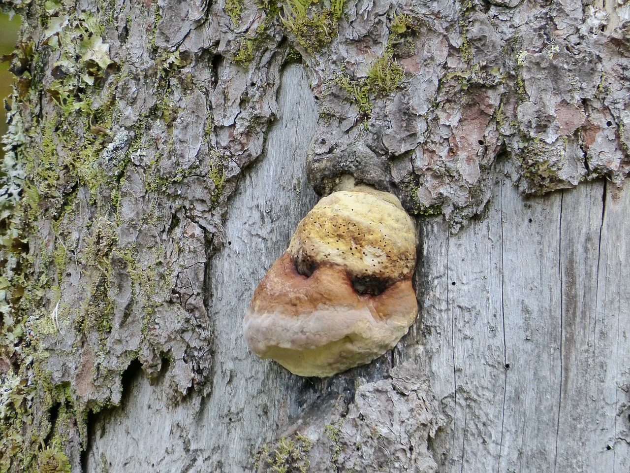 mushroom tree fungus forest free photo