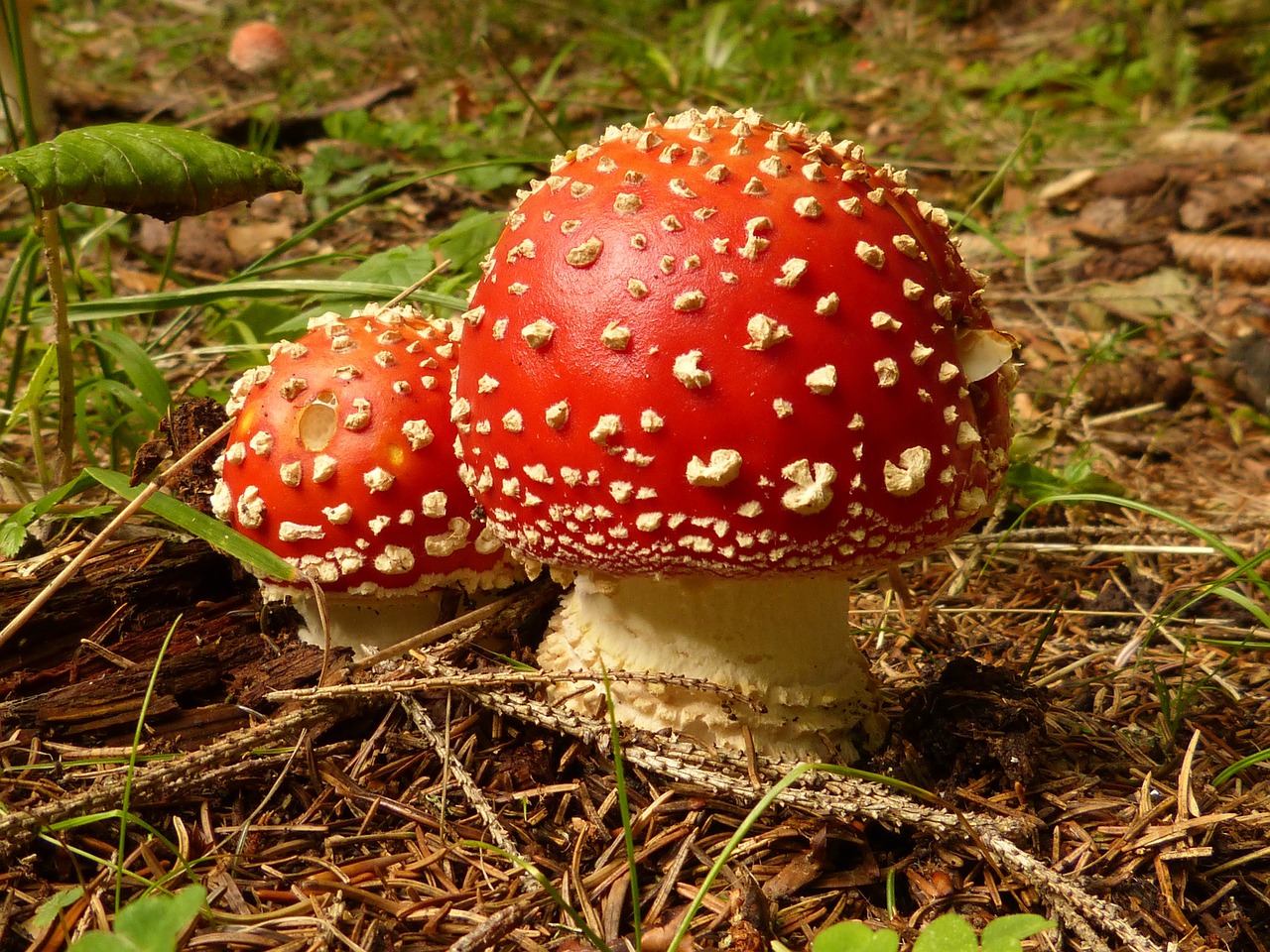 mushroom fly agaric toxic free photo