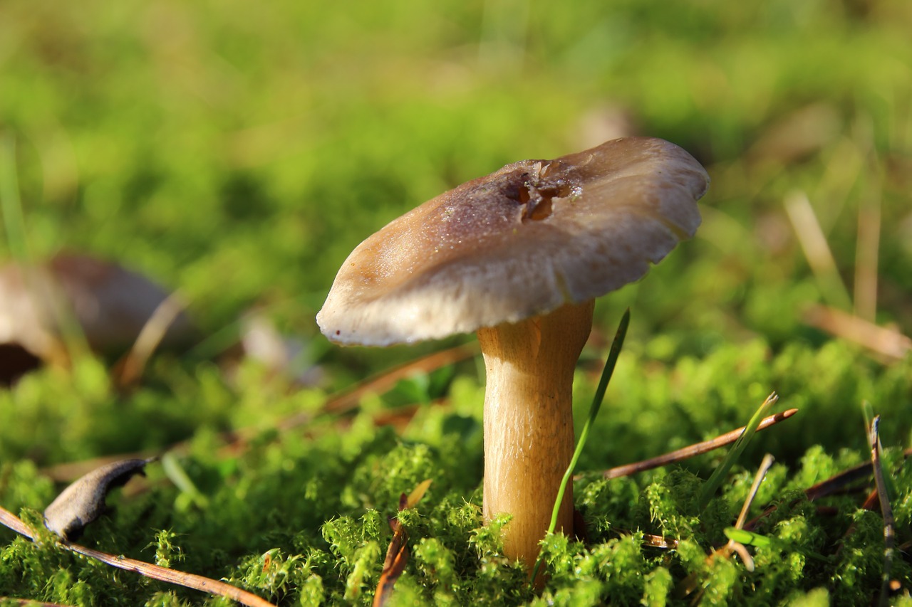 mushroom moss forest free photo