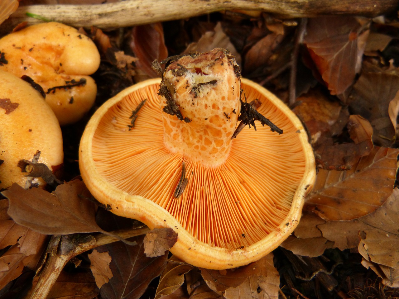 mushroom lamellar forest free photo
