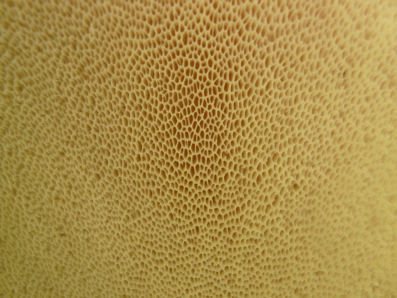 mushroom mushroom base lamellar free photo
