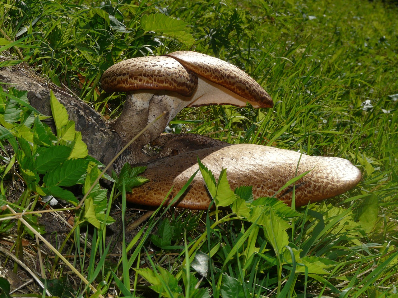 mushroom tree fungus polyporus squamosus stalk free photo