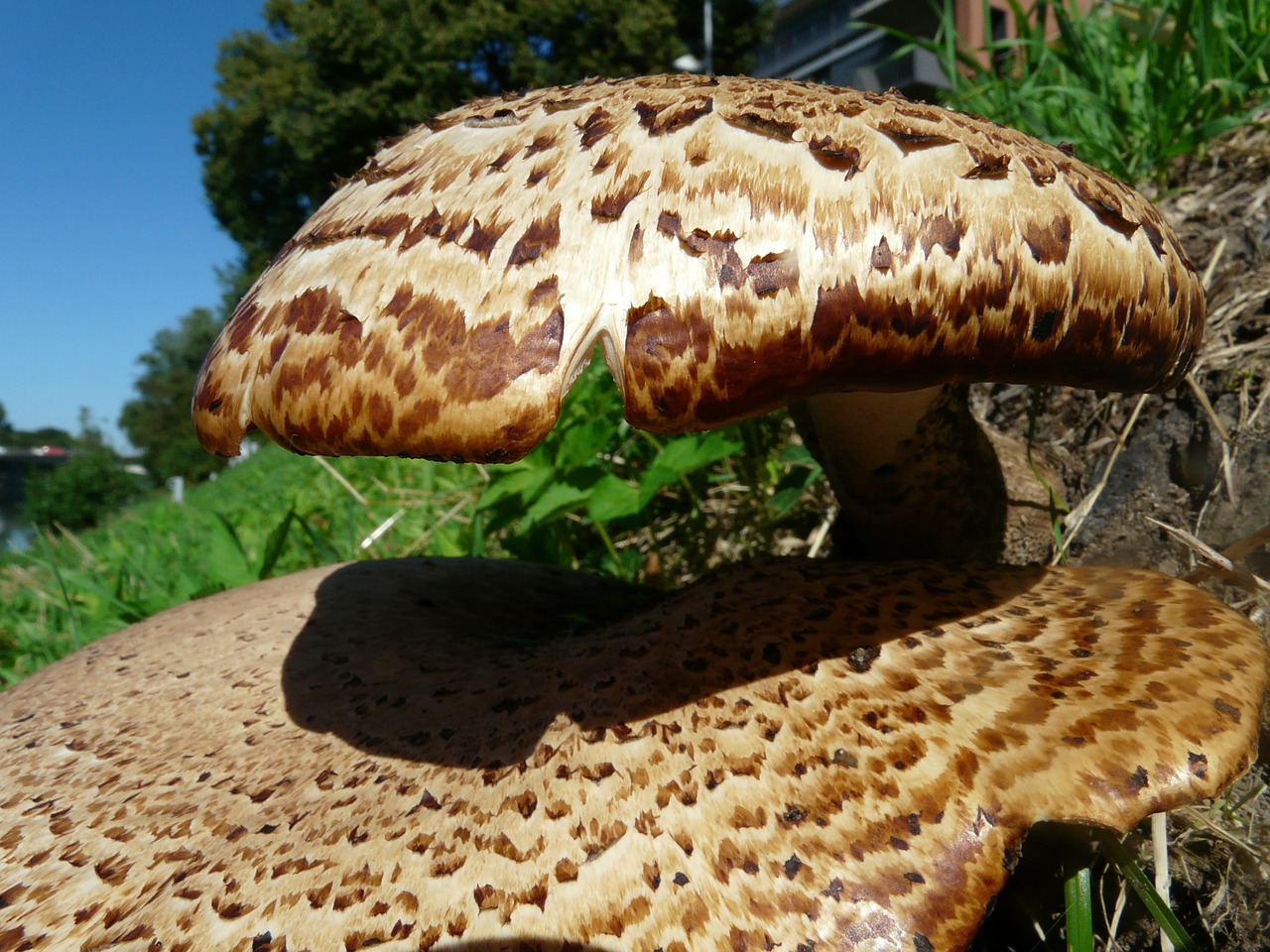 mushroom tree fungus polyporus squamosus stalk free photo