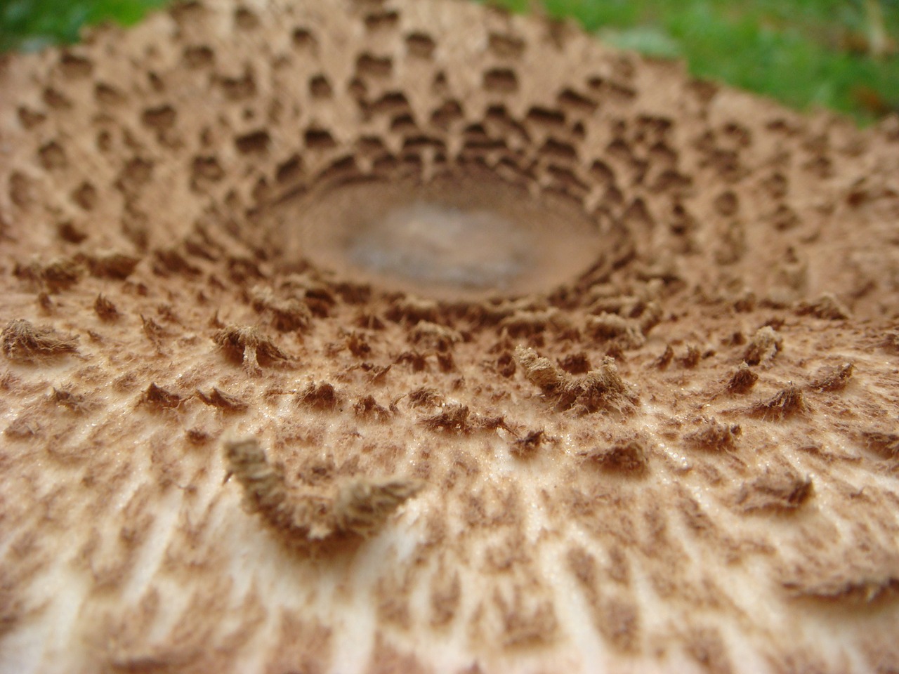 mushroom autumn outdoor free photo