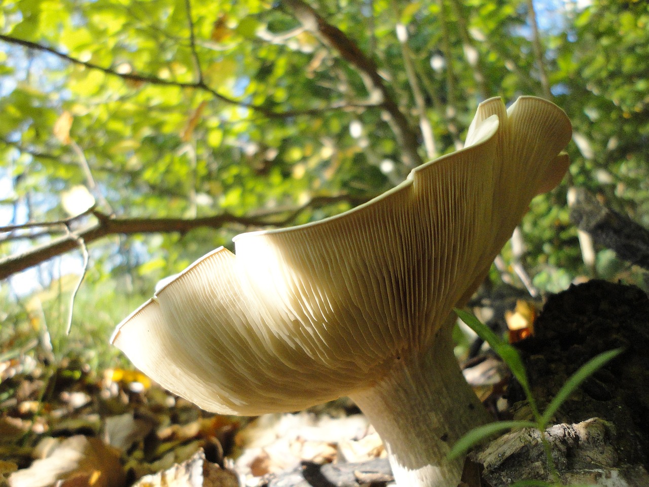 mushroom nature autumn free photo