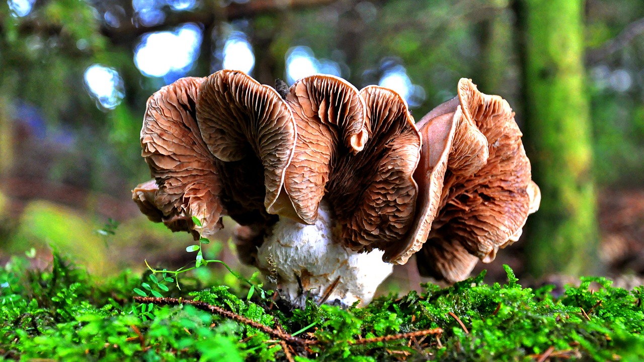 mushroom forest nature free photo