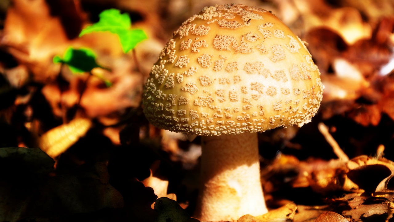 mushroom autumn nature free photo