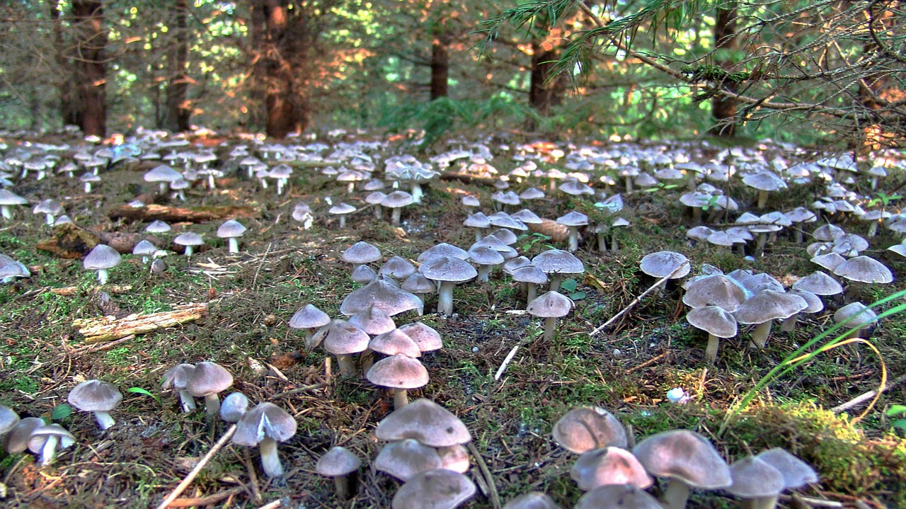mushroom abundance forest free photo