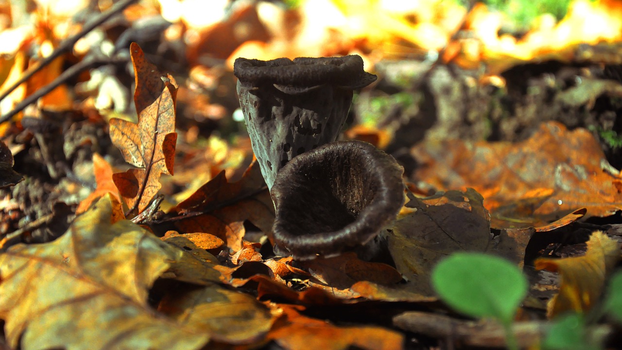 mushroom forest fog free photo