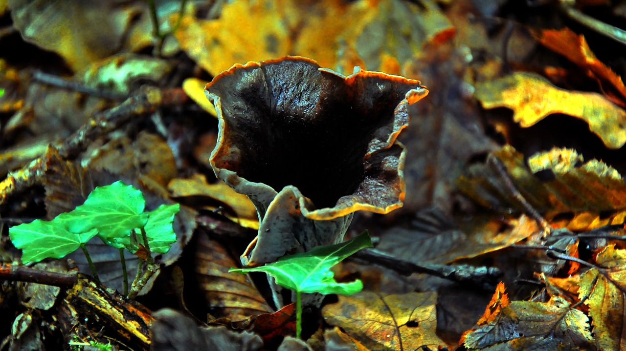 mushroom forest autumn free photo