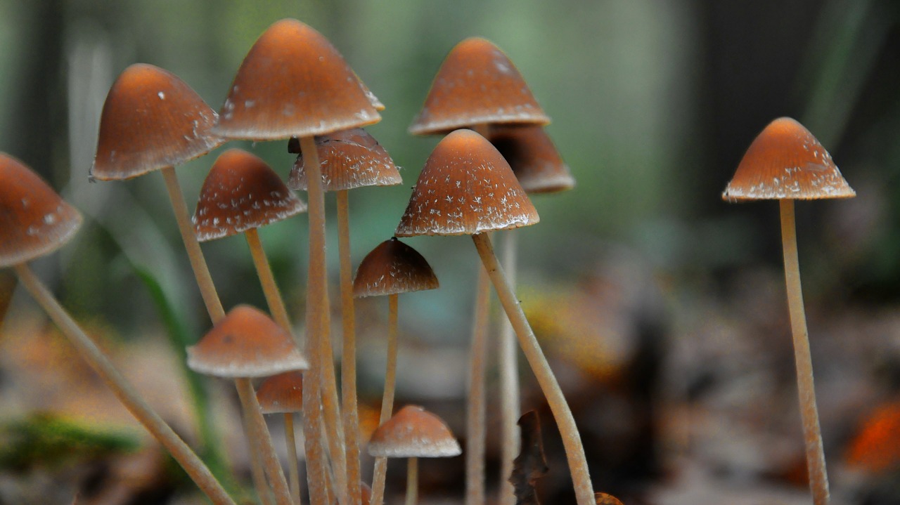 mushroom forest autumn free photo