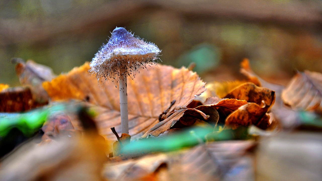 mushroom forest autumn free photo