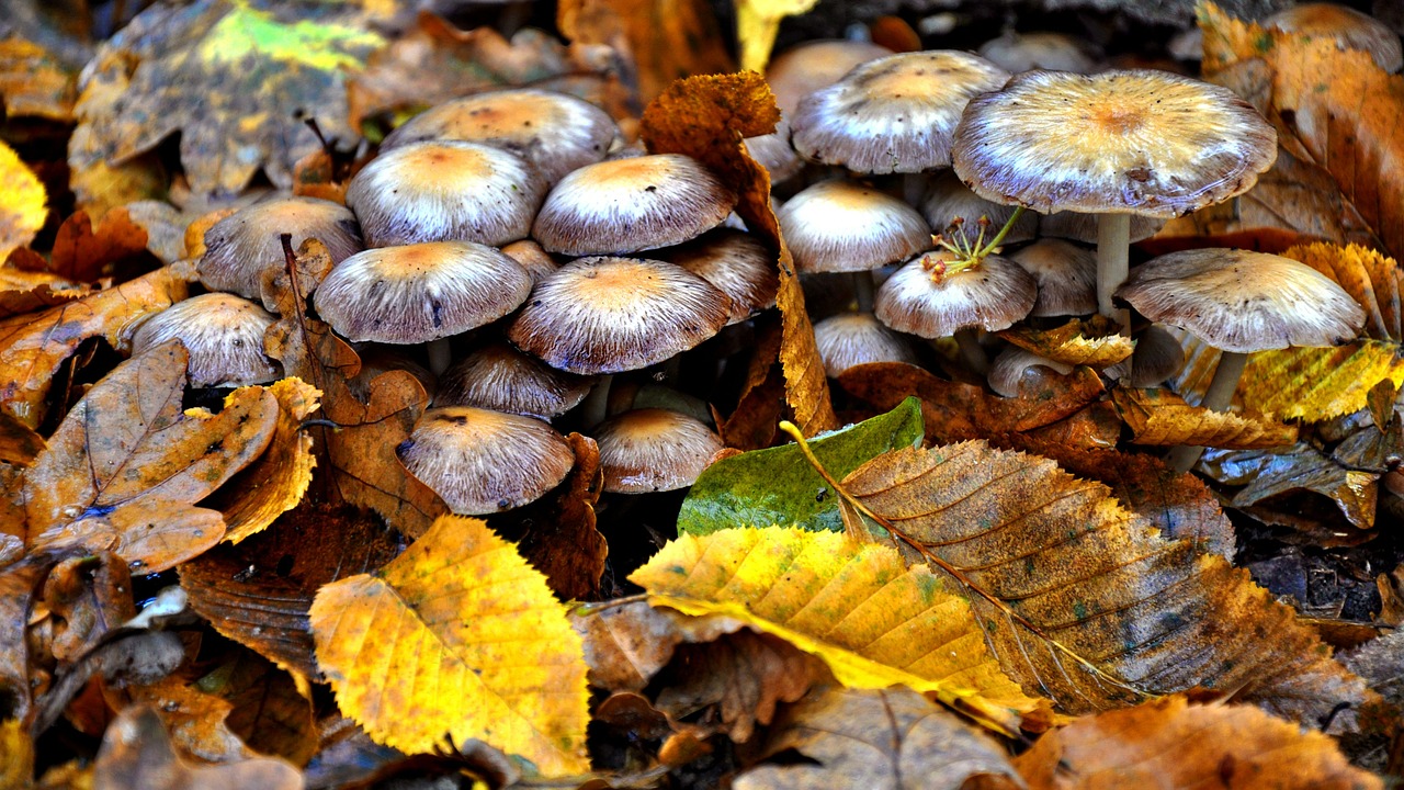 mushroom forest autumn free photo