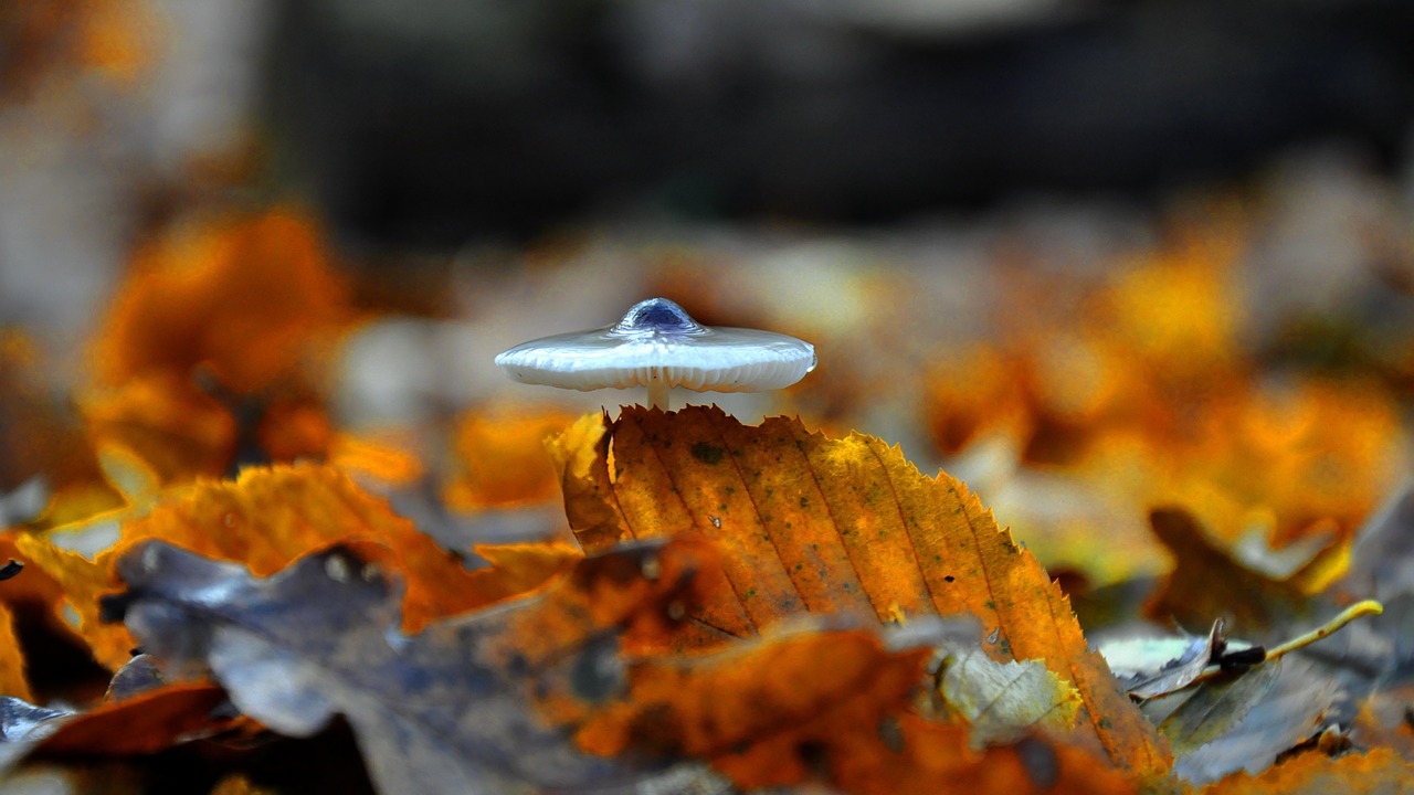 mushroom forest autumn free photo