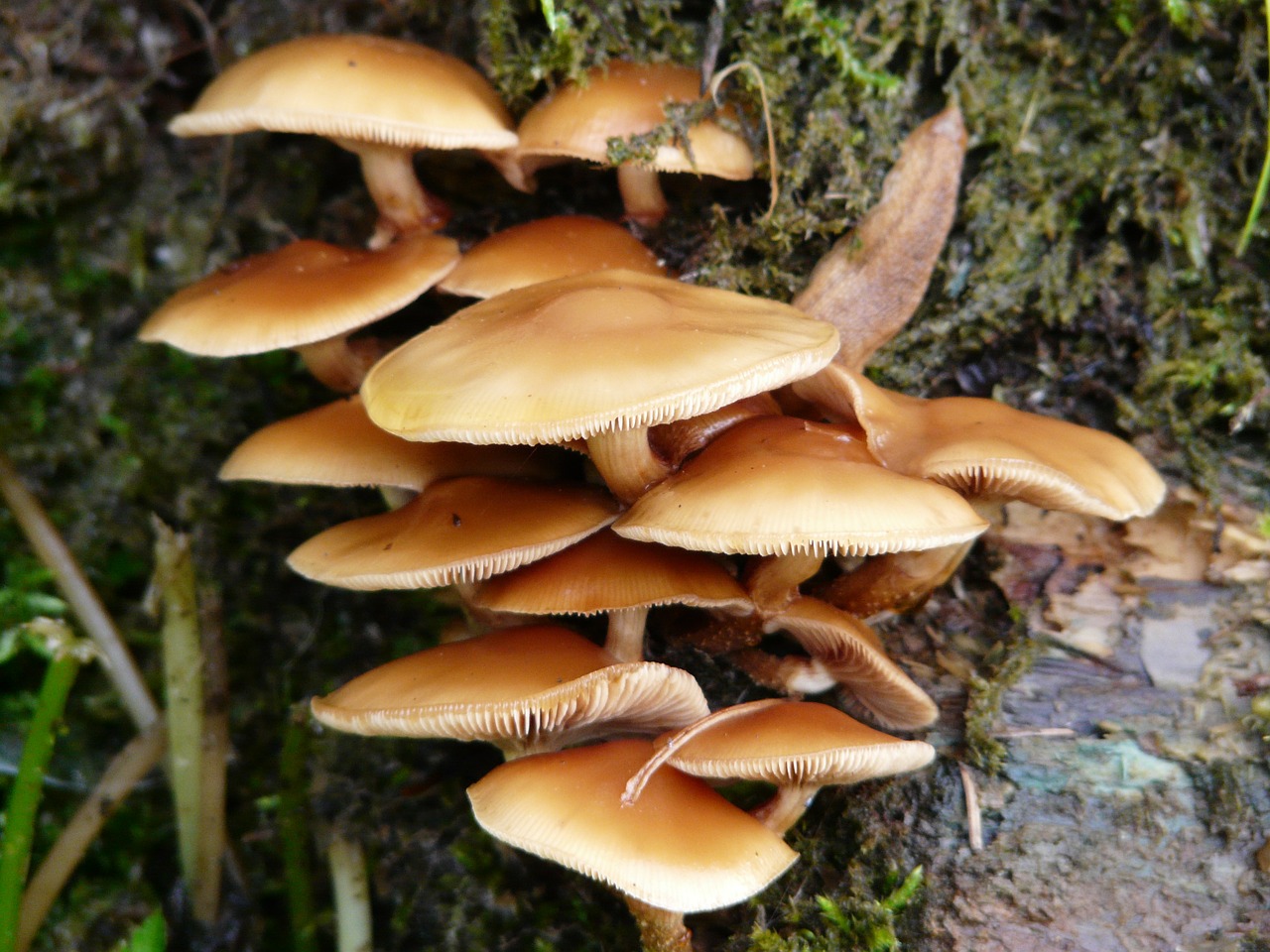 mushroom general samtfußrübling wurzelnder enokitake free photo