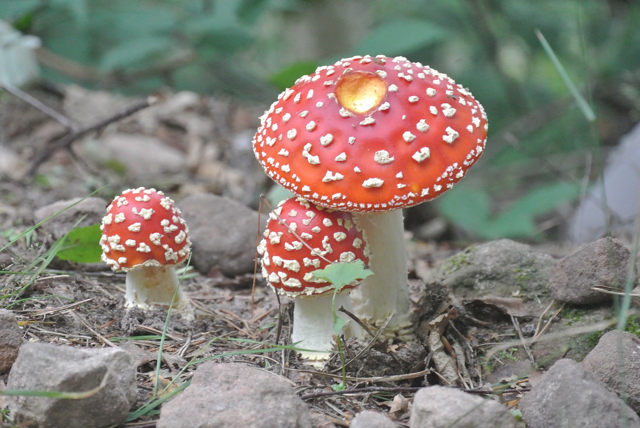 mushroom red fly agaric free photo