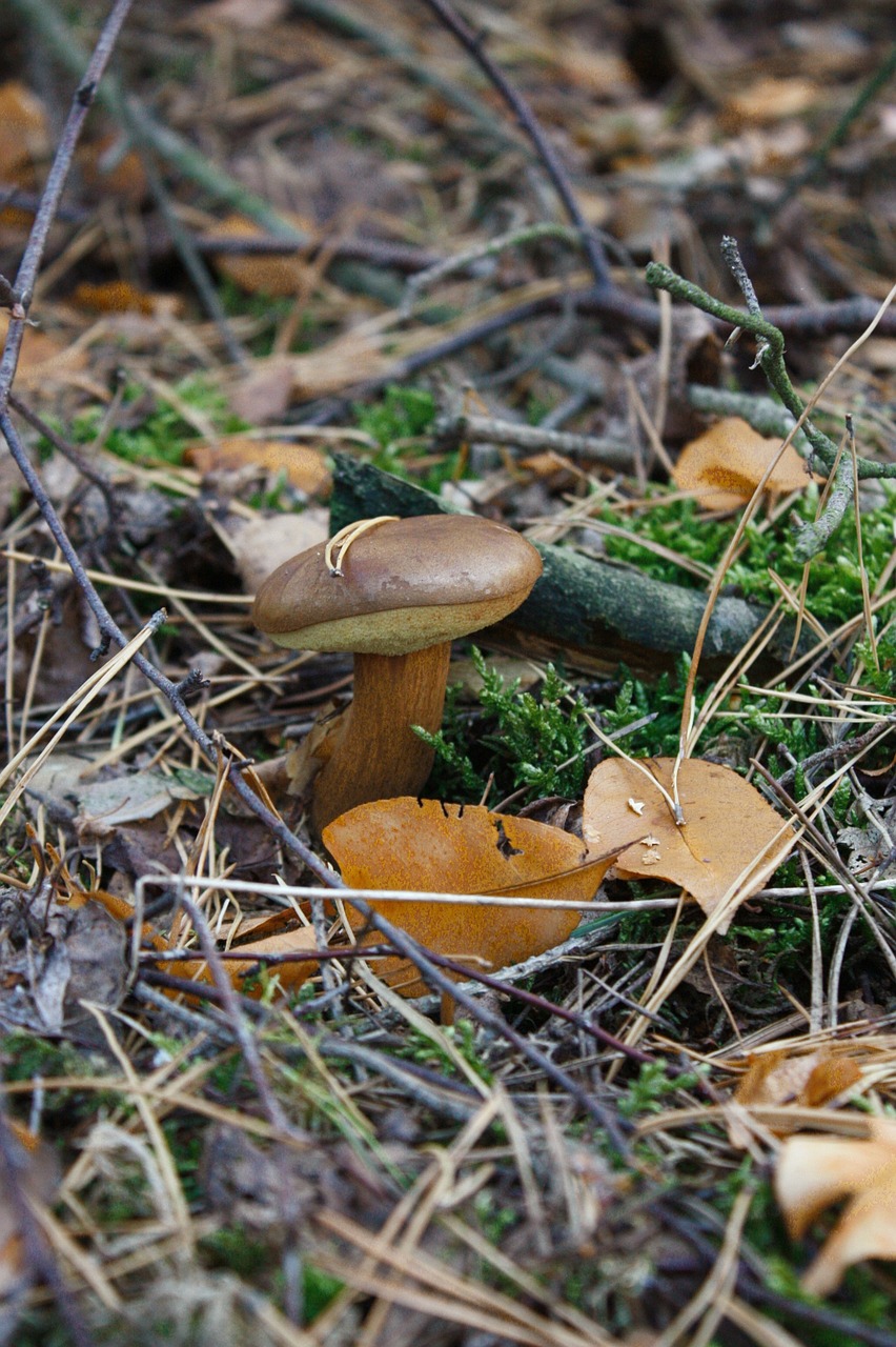 mushroom brown chestnut boletus forest free photo