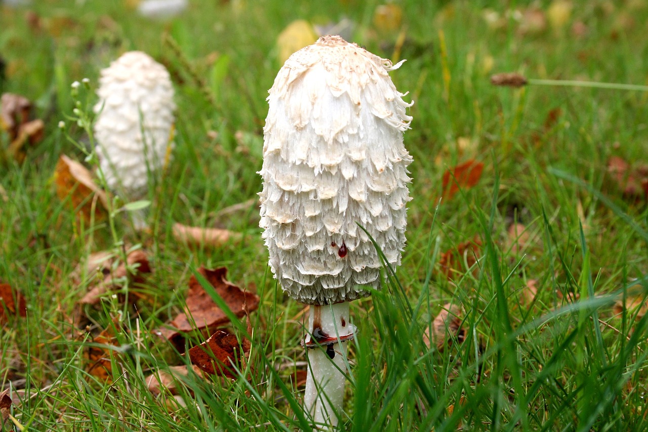 mushroom meadow grass free photo