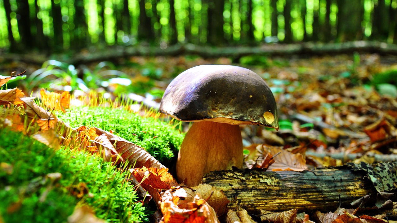 mushroom porcini mushrooms autumn free photo