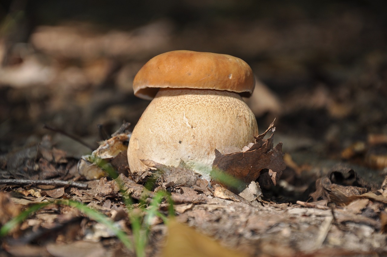 mushroom forest after the rain free photo