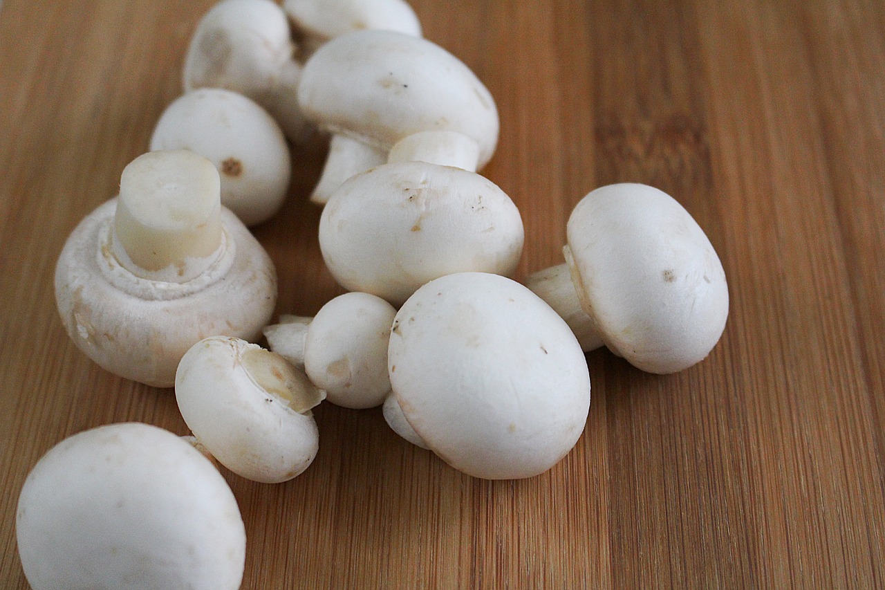 mushroom mushrooms white mushroom free photo