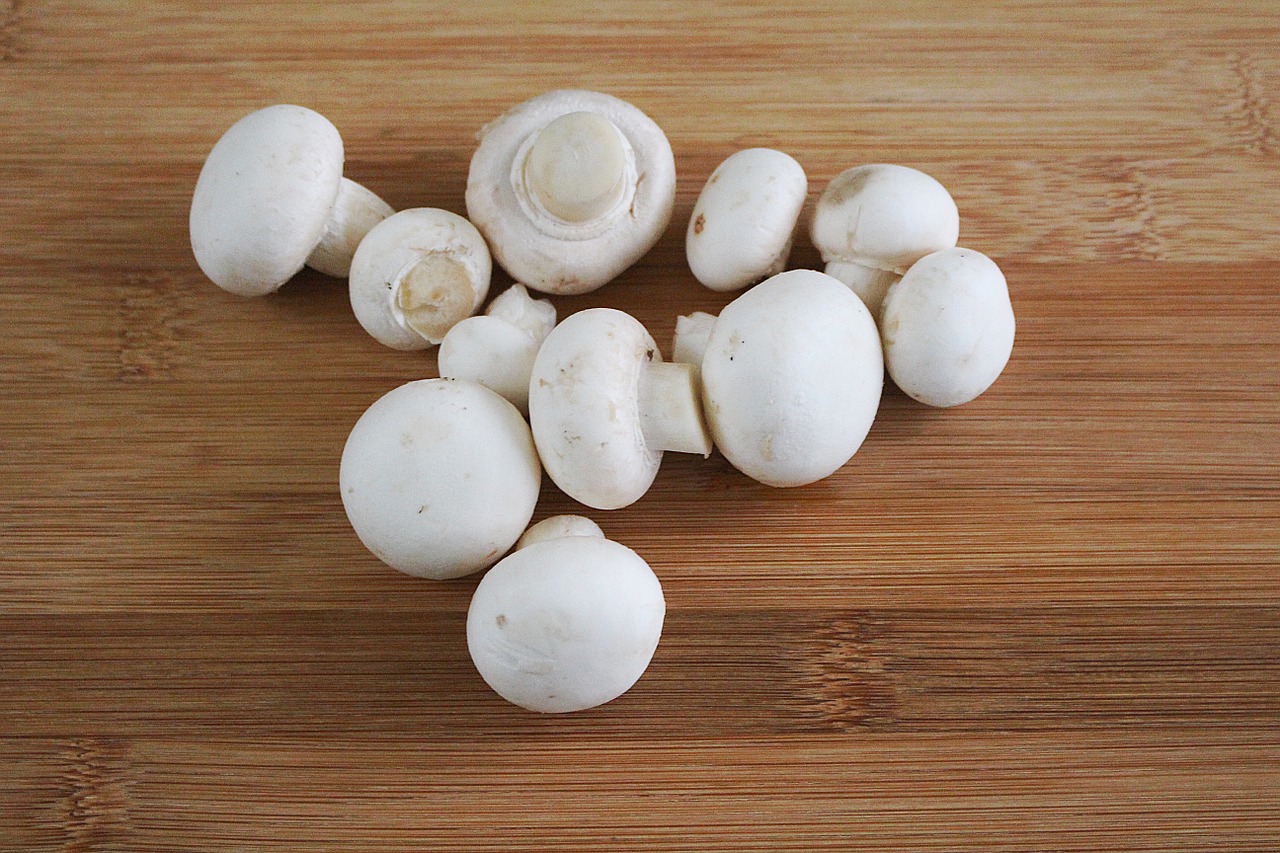 mushroom mushrooms white mushroom free photo