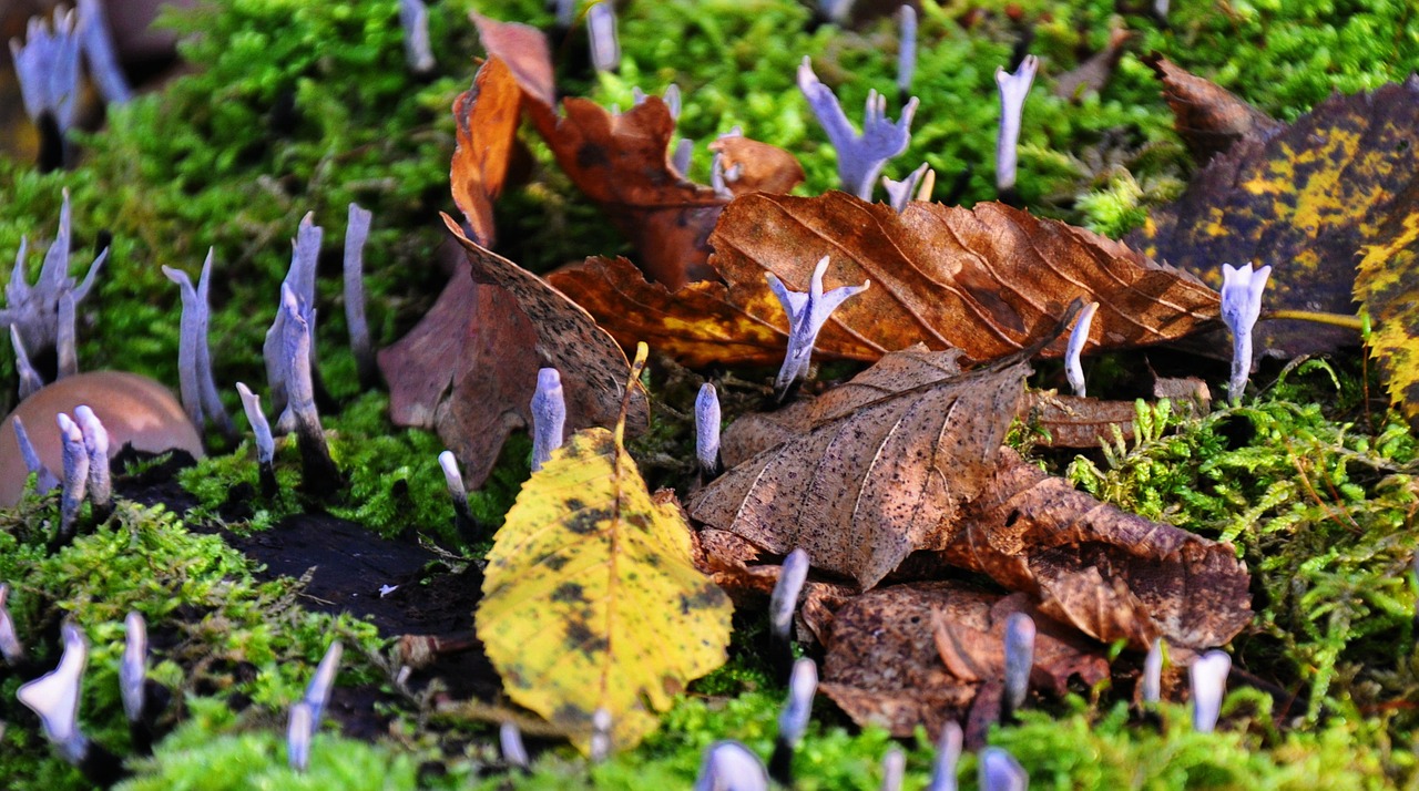 mushroom forest nature free photo